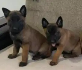 DIJUAL ANAK ANJING BELGIAN MALINOIS
