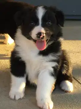 DIJUAL ANAK ANJING BORDER COLLIE