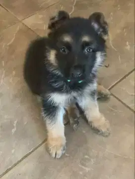 DIJUAL ANAK ANJING HERDER/GSD