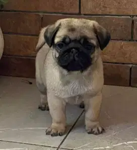 DIJUAL ANAK ANJING PUG
