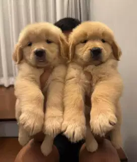 DIJUAL ANJING GOLDEN RETRIEVER