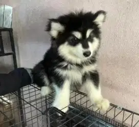 DIJUAL ANAK ANJING SIBERIAN HUSKY