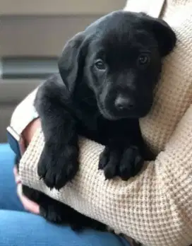 DIJUAL ANAK ANJING LABRADOR RETRIEVER