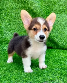 DIJUAL ANAK ANJING CORGI