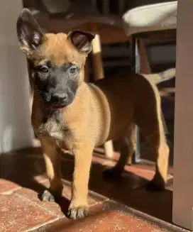 DIJUAL ANAK ANJING BELGIAN MALINOIS