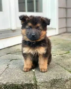 DIJUAL ANAK ANJING HERDER/ GSD