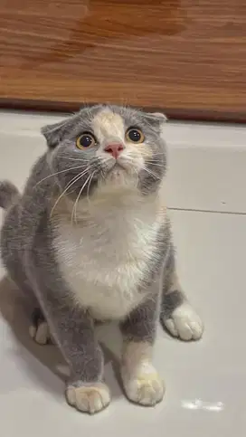 Adopsi kucing bsh adopt kucing bsh scottish