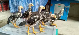 Jual 3 ekor anakan Ayam Bangkok Ekor lidi