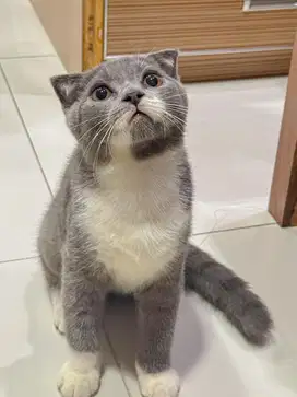 Adopsi kucing bsh adopt kucing bsh scottish