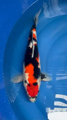 Maruten Showa Original 40cm
