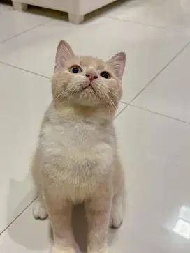 Adopsi kucing bsh adopt kucing bsh scottish