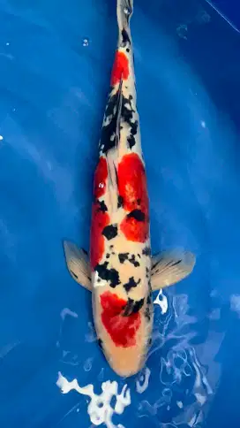 Sanke Doitsu 40cm