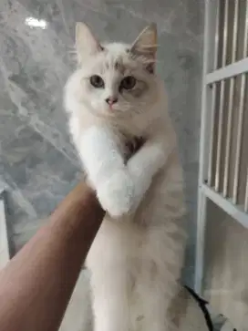 Kitten ragdoll betina 5bln