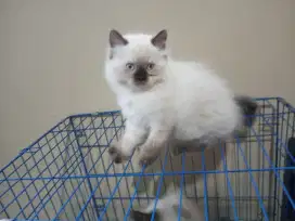 Kucing Himalaya