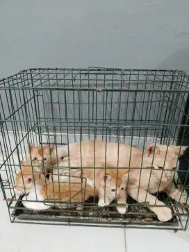 Kucing orange mix persia