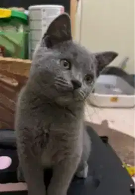 Kucing kitten British Shorthair Bluesolid Femalee