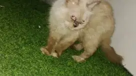 Kucin anggora himalaya persiaxsiam asli