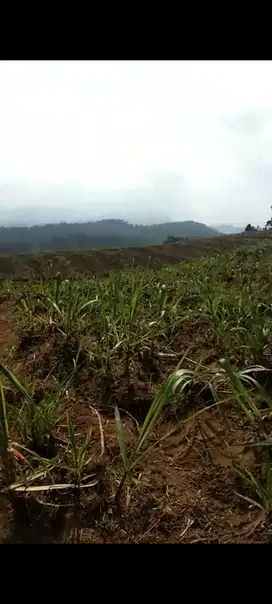 TANAH PERTANIAN LOKASI JABUNG MALANG