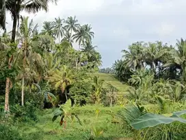 Dijual tanah kebun view sawah di tabanan