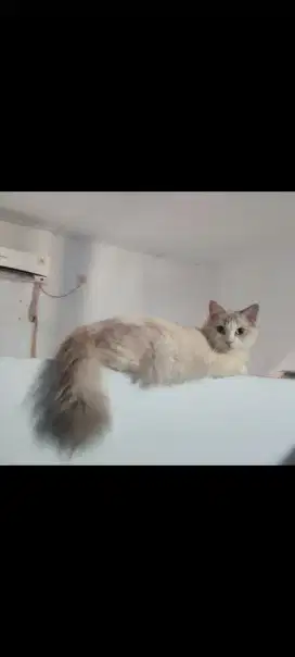 LA Kucing Persia Himalaya BETINA DEWASA