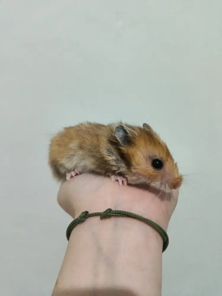 Jual Hamster Sirian