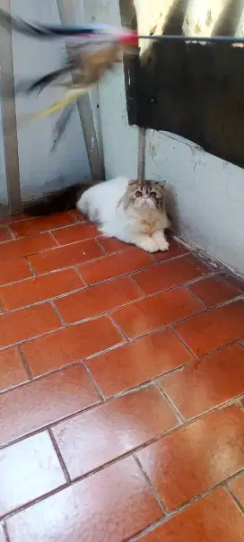 Kitten Persia peaknose betina