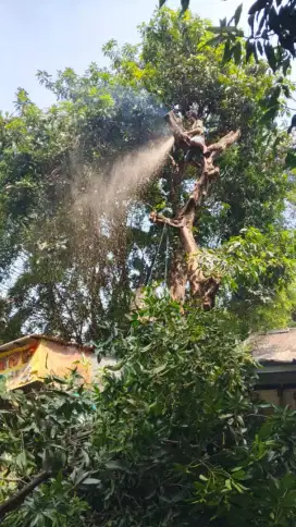 Jasa tebang pohon jakarta