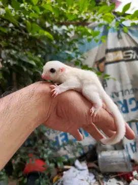 Sugar glider leu leucistik jantan