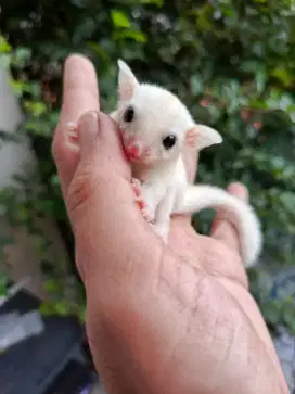 Sugar glider leu betina leucistic