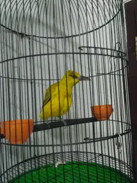 burung kapondang muda