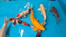 Ikan Koi Show Quality
