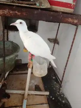 Putet putih muda