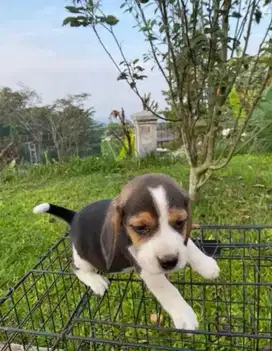 anjing beagle open adop usia 3 bln / 1 thn