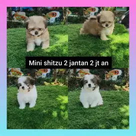 Mini shitzu UMR 2bln lebih gemuk lebat body mini