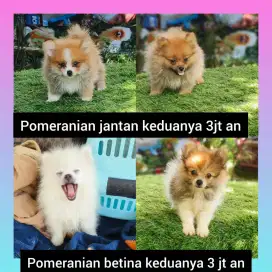 Pomeranian UMR 3bln & 2 bln