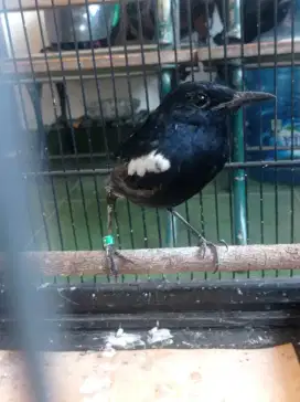 Trotol kacer hitam lokal jantan prospek