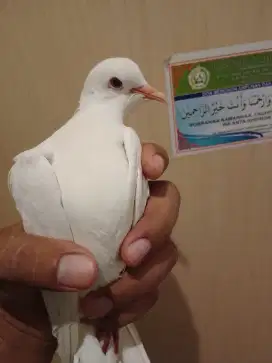 Burung puter putih albino jantan gacor