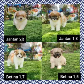 Shitzu UMR 2bln jantan & betina