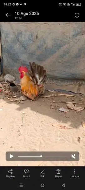 Sepasang ayam Kate ceper