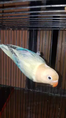 Love Bird Biola Parblue Euwing split PF