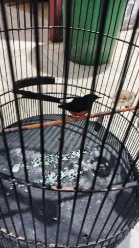 Burung MB anakkan Prestasian ,Gacor abis Tiap hari