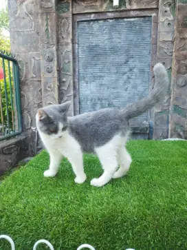 Kitten BSH non ped bicolor betina