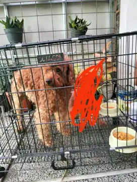 Red toy Poodle murah