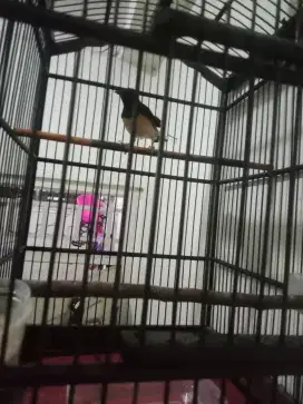 Jual murai muda
