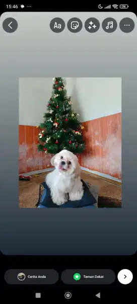 Indukan tricolor shitzhu
