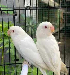 Love bird indukan mata merah