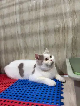 British Shorthair Jantan