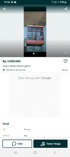 Burung wambi tukang tipu