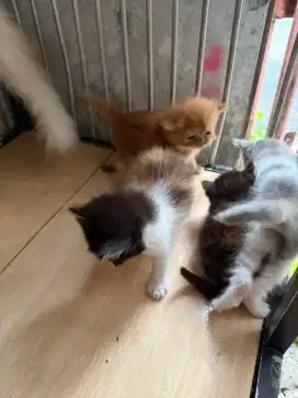 Anak kucing persia himalaya