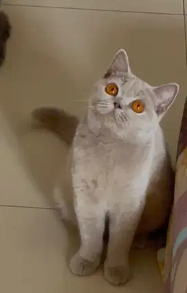 Kucing bsh british shorthair british short hair
